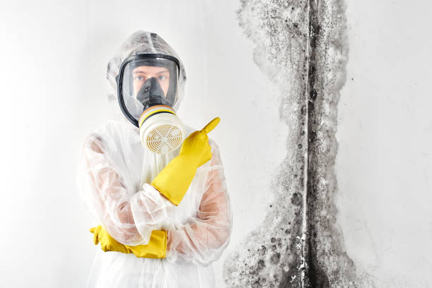 Reliable Wellston, OH Mold Removal Solutions