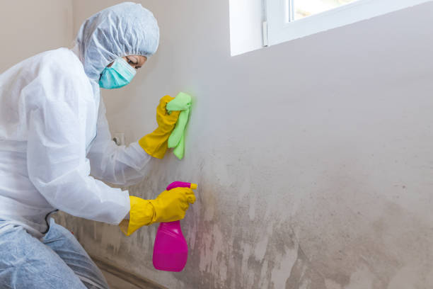 Best Emergency Mold Remediation in Wellston, OH